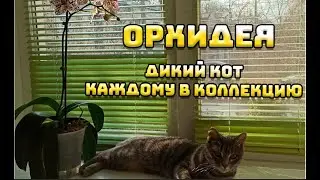 ОРХИДЕИ 99 | ОРХИДЕЯ ДИКИЙ КОТ КАЖДОМУ В КОЛЛЕКЦИЮ Phalaenopsis wild cat |