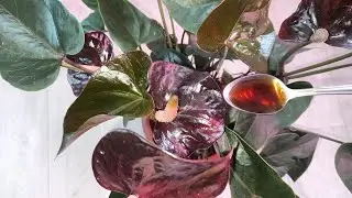 ВОЛШЕБНЫЙ ЭЛИКСИР для АНТУРИУМА! Будет цвести, как сумасшедший!