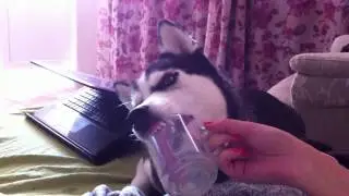 Хаски, пьет молоко