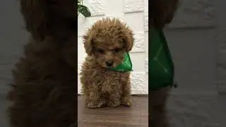ペットショップ 犬の家 中津川店 「トイプー♂」「112731」