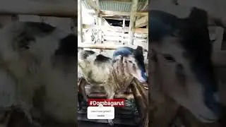 #domba #dombagarut