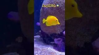 Angel fish 🐠 | Seattle Aquarium- Part 2 | 