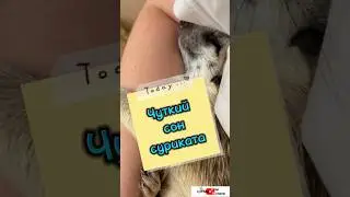 Чуткий сон суриката #meerkat #сурикотики #cat #шпротик