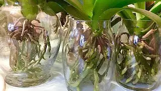 WATER CULTURE METHOD ARE EASY TO DO 