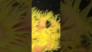 Tubastrea