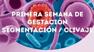 Embriología: primera semana de gestación PARTE 1