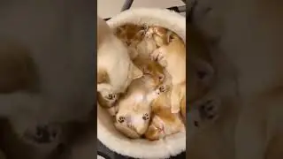 Милые котята