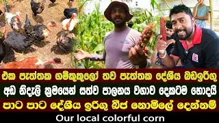 පැත්තක ගම් කුකුලෝ තව පැත්තක පාට පාට බඩ ඉරිගු | බීජ ඔයාලට නොමිලේ දෙන්නම් corn cultivation🌽| farming