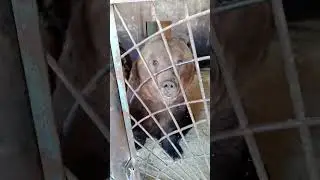 Медведи и Лев