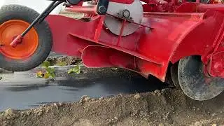 Накрываем балаган под клубнику