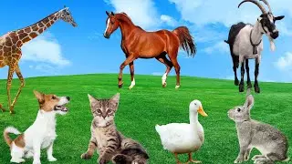 Daily Activities of Animals - Giraffe, Horse, Goat, Cat, Duck