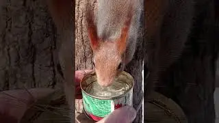 Опять напоил белку / I watered the squirrel again