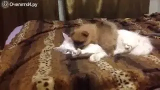 Смешной щенок и терпеливый кот