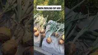 Onion Overload In The Garden! Harvest Time #shorts #gardening #garden