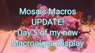 BRAND NEW Macroalgea display! only 5 days old!!!! 10 different species from Mosaic Macros 👍