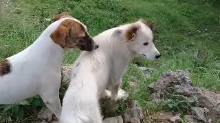 Brown pup fighting White Stray dog/Sibling Stray pups eating raw chicken feet/meat/Mountain village