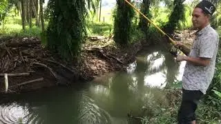 Akhirnya dapat juga gabus yang kita cari
