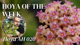 This Hoya seedling is a fantastic bloomer and you absolutely need it | Hoya of the Week