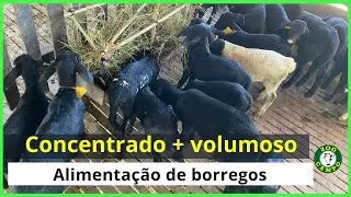 Uso de creep feeding para borregos com feno e concentrado.