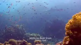 White Tip Shark Egypt HD