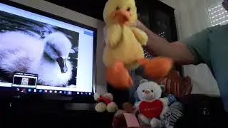 Сказка про некрасивого утёнка