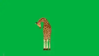 Green Screen Giraffe || Chroma Key || Green Screen Animation || Green Screen Animal || No Copyright