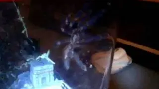 Arboreal T video