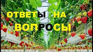 Ответы. Малообъемка, теплица для клубники🍓 по фински.