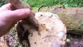 #лес, едем за грибами 🍄