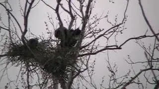 Heron rookery