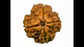 4 Mukhi Rudraksha