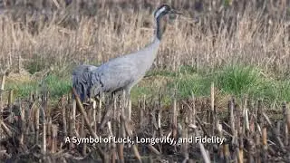 Common cranes I 4k I Diepholz in Germany 2024
