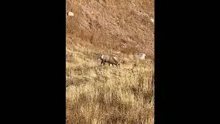 Archery bighorn sheep taken in the wide-open with a Stalker Decoy!