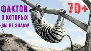 70+ УДИВИТЕЛЬНЫХ ФАКТОВ КОТОРЫЕ ВЫ НЕ ЗНАЛИ | Интересные Факты