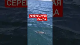 #youtubeshorts #youtuber #fishing #fishingtips #рекомендации #рек #рыбалка #врек #врекомендации