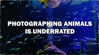 Wildlife Photography in Valencia 🐠