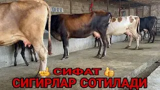 АКМАЛ АКАДАН ЁШ ШВЕД ЭСТОН ОЛА 5 ТА СИГИРЛАР СОТИЛАДИ SOTILADIGON SIGIRLAR NARXLARI 9 августа 2024 г