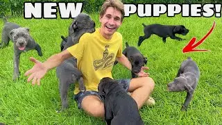MY PUPPIES ARE COMING HOME !