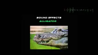 SOUND EFFECTS ALLIGATOR
