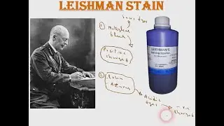 10-- General microbiology lecture 10 : Basic  Bacteriology LEISHMAN STAIN
