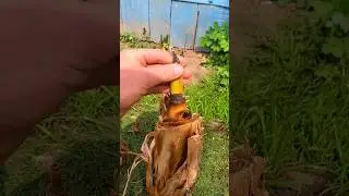 Банан пошёл в рост👍