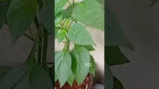 Guess the plant 🪴 #shorts #youtubeshorts #emmanueltutorials