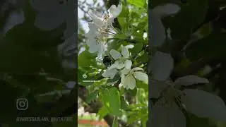 Clumsy Bumble Bee 🐝