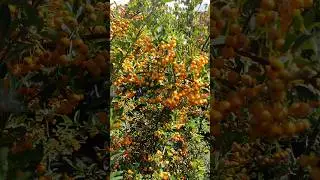 пираканта набрала цвет :)