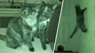 What Cats Do At Night 2
