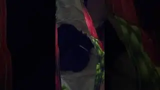 cat bag