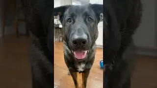 I'm in charge!😎 #doglover #germanshepherd #cutedogs #dog #puppy #cute #gsd #pets #funnydogs #wow