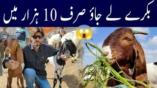 Cheapest Bakra Mandi in Karachi.