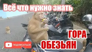 Гора Обезьян Тайланд, всё что нужно знать на 2023 (Monkey Hill)