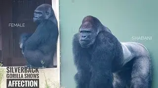 Silverback Gorilla Longs to Mate with His Female | Update on Nene | The Shabani's Group